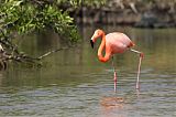 American Flamingoborder=